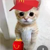 mr.coolcat1