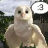 kukisendcrim