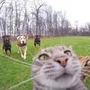 hoditbrodit