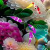 abdu.shokkur4
