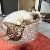 🐈