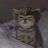 koalaitygaming