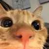 tulipsxox0