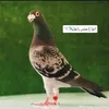 xzh__jdjd