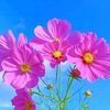 florderancho10