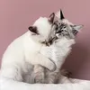 Yoshi & Cooper