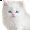 rococo_oo
