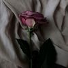 bella_9771