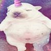 yungwaifu.com