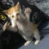 chosdienff0