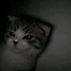 sialee082700