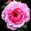 aishaahmed_02