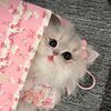 sanrio_lovers24