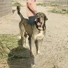 سه فايه ر گه وره