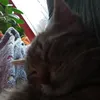 popicat2.0