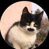 thomas_ajdar.kravis