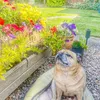 kev.the.pug