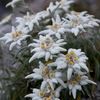 edelweiss0618