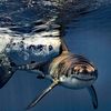 sharks_come_first