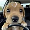 ngha.anhcute