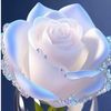user4462334817019