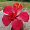 rh.jahid00