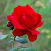 ruhi.ruhi36