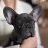 sylvushka.frenchie