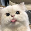 cute pet-poem