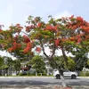 ngilnicuiconng