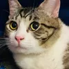 meownnne