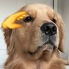 dashdondog.baykaa