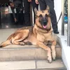 louisealthea4