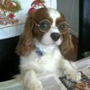 literary.fawn
