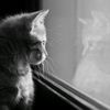 just_kyaaw