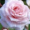 manal.ali79