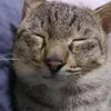 jas_no0