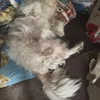 nixdix4