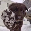 dwumbpupp_