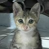 ferygani_