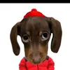 pampipiw
