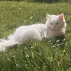 tokkioclouds