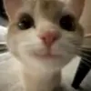 chrzastek._.1
