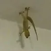mahi_yun