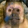 monkeychris3