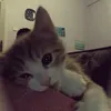 azymagicw
