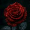 amira10885