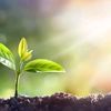 plantas.gamil.com