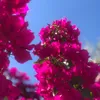nature_973