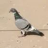 najm2213